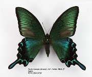 Papilio bianor dehaani